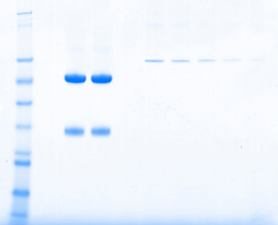 Polyclonal SDS-PAGE Reduced Gels