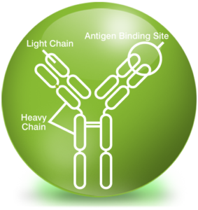 Polyclonal Antibody
