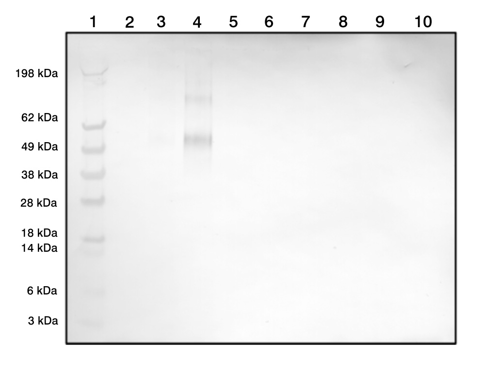 Rabbit Polyclonal Antibodies to Histamine