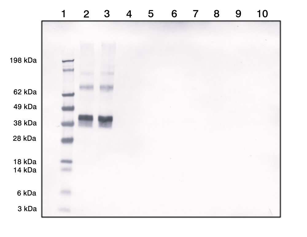 Rabbit Polyclonal Antibodies to Morphine