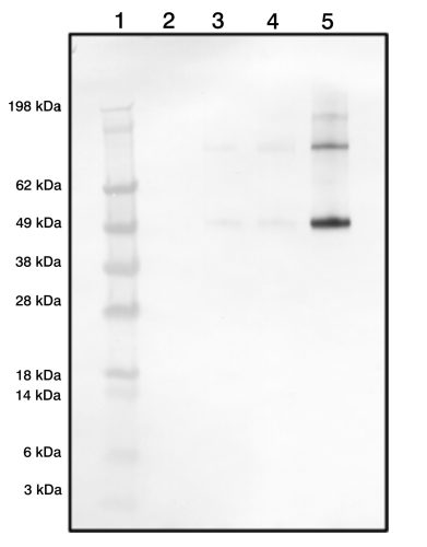 Rabbit Polyclonal Antibodies to CD4