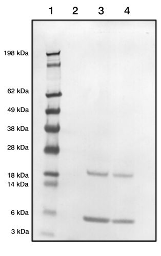 Rabbit Polyclonal Antibodies to Bovine S100