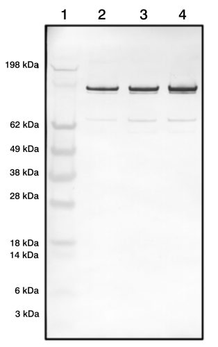 Rabbit Polyclonal Antibodies to NO Synthase